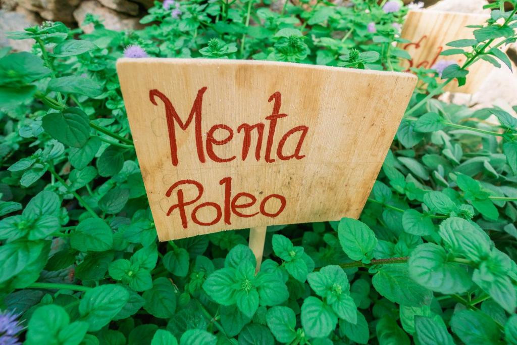 Panneau de menthe pouliot parmi les feuilles vertes d'un jardin à Tenerife.