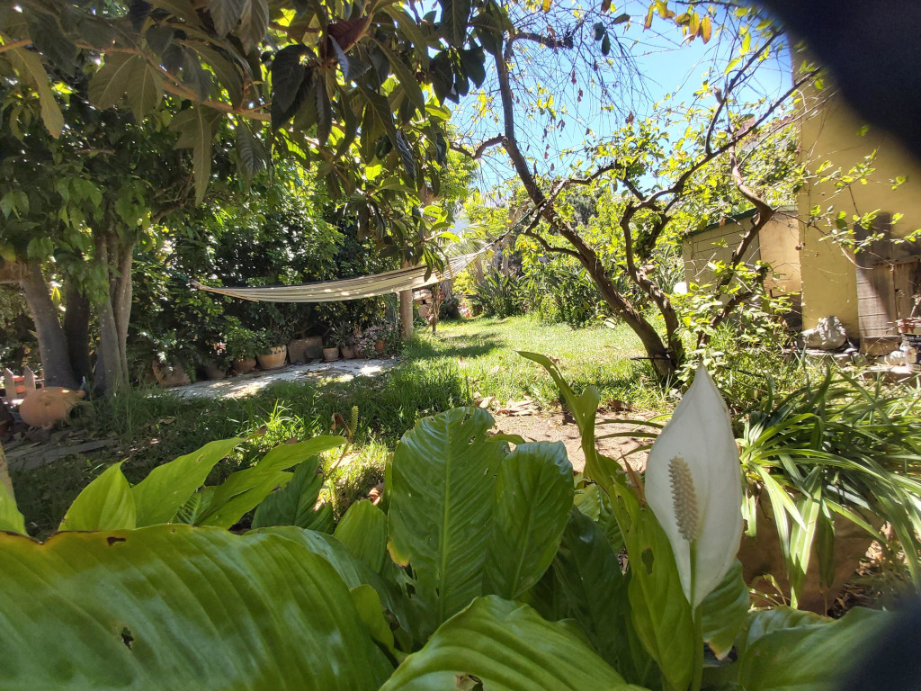 Jardin verdoyant avec hamac et plantes à Tenerife.