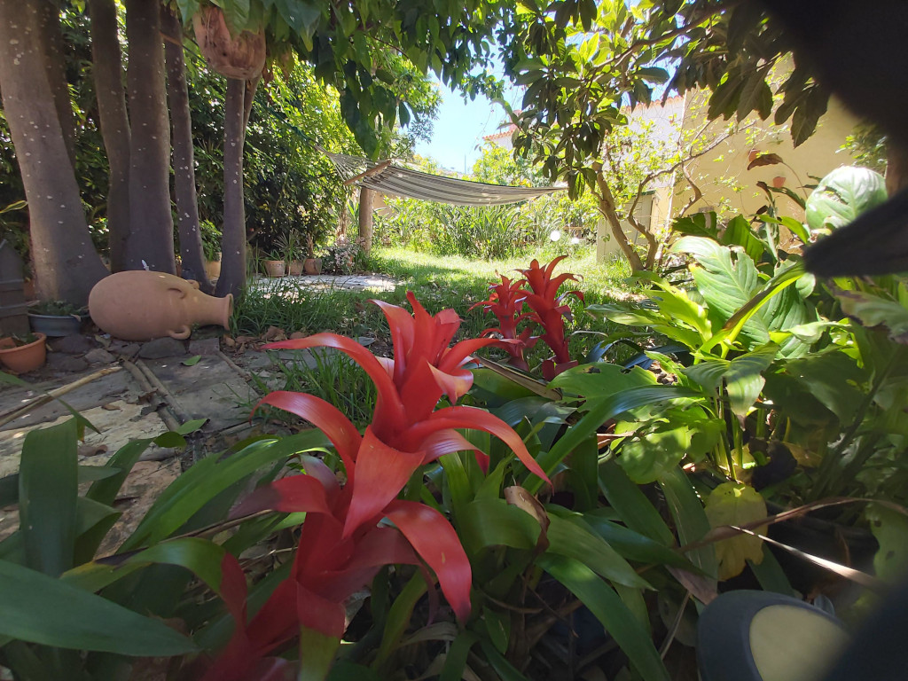 Plantes et hamac dans un jardin à Tenerife.