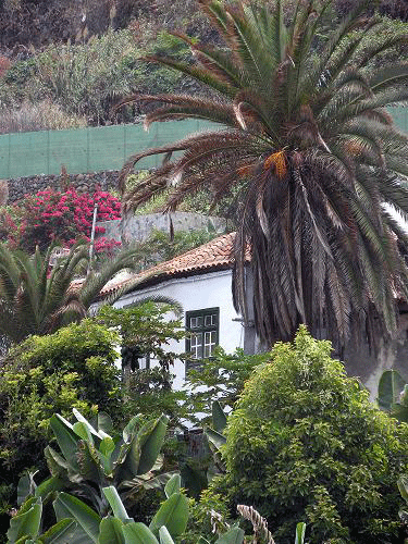 Maison entourée de palmiers et de végétation à Tenerife.