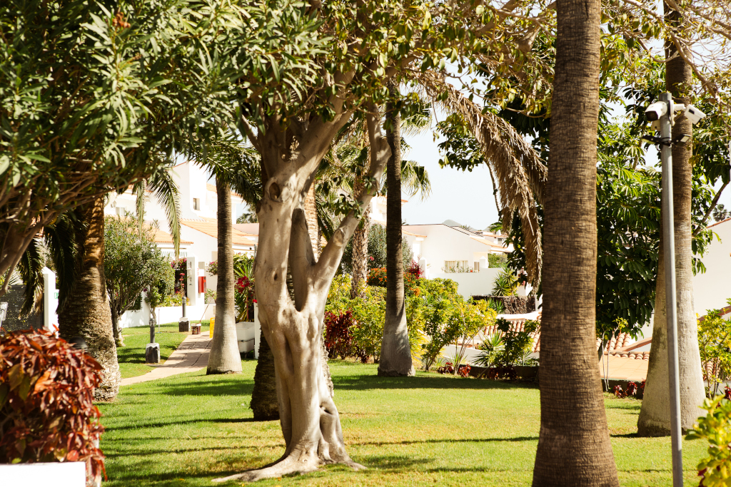Jardin verdoyant à Tenerife avec palmiers et maisons en arrière-plan.