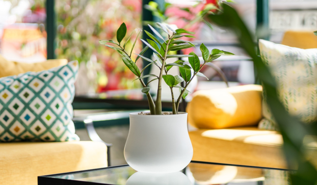 Plante verte en pot sur une table dans un salon à Tenerife.