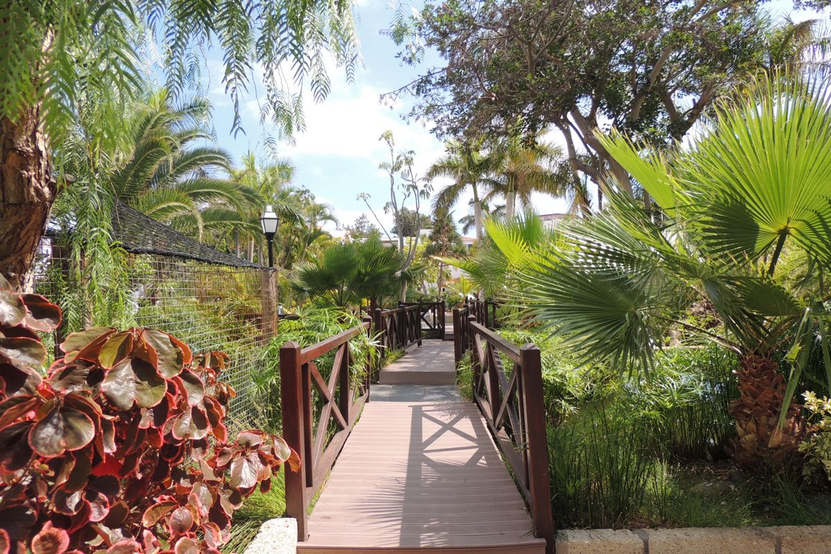 Passerelle en bois entourée de végétation luxuriante au jardin botanique de Tenerife.