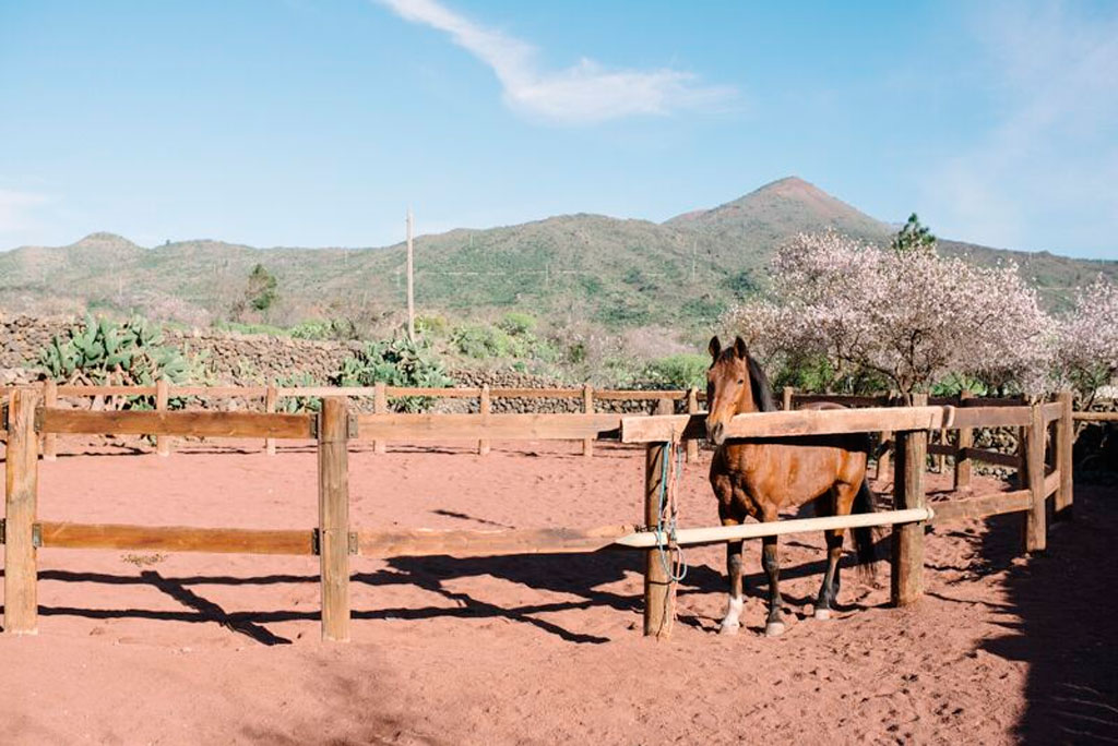 La Casona del Patio 1