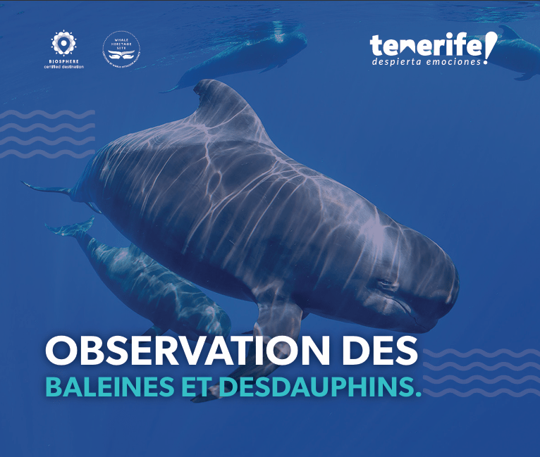 Observation de cétacés