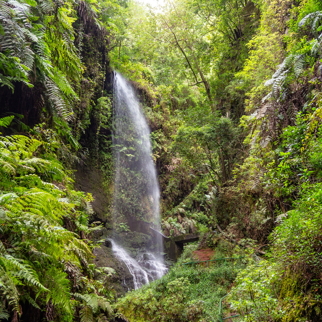 Cascade entourée de végétation dans la forêt d'Anaga, à Tenerife.
