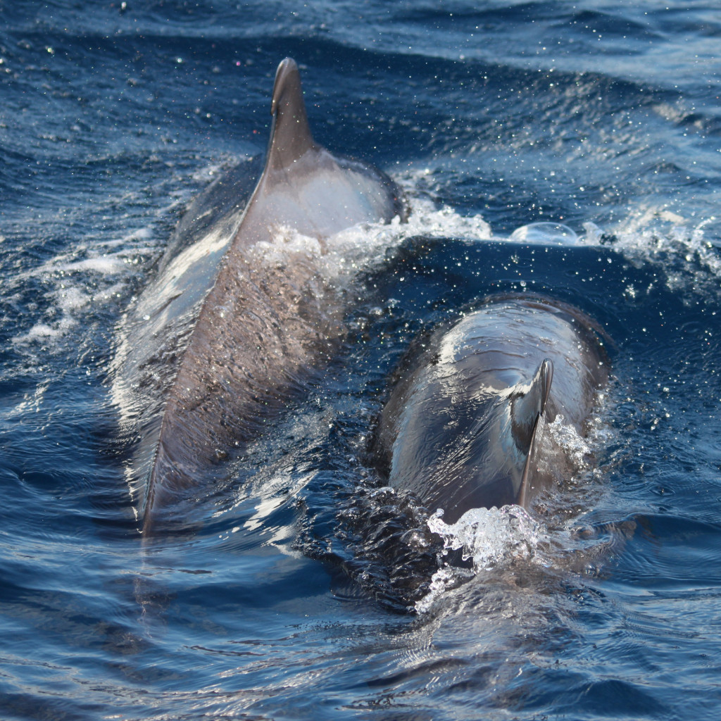 Des dauphins nageant en mer près de Tenerife.