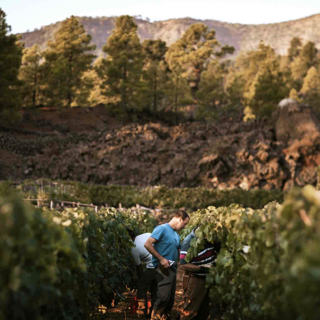 Des vendangeurs récoltent le raisin dans un vignoble de Tenerife, avec les montagnes en arrière-plan.