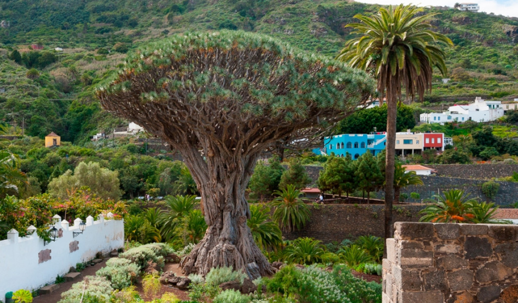 Ancien dragon à Icod de los Vinos, Tenerife, entouré de verdure et de maisons colorées.