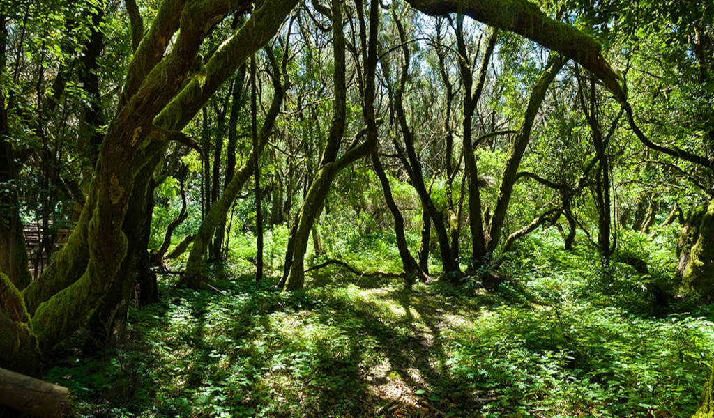 Forêt aux arbres courbés et au sol couvert de végétation à Anaga, Tenerife.