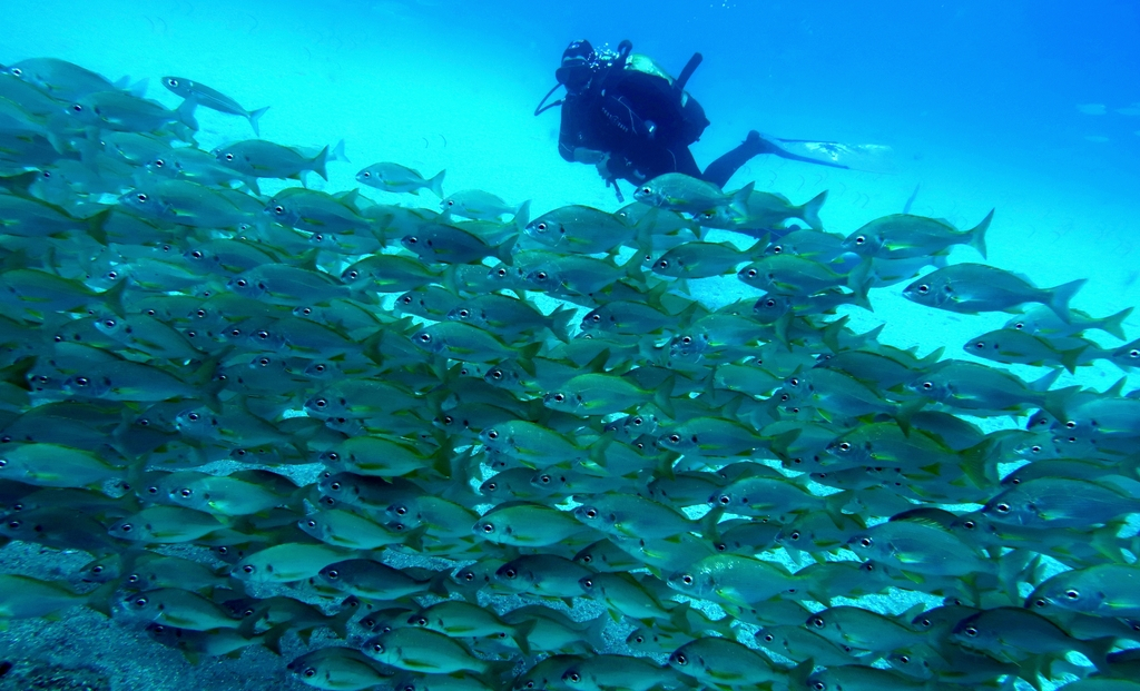 Plongeur nageant parmi les poissons dans la mer de Tenerife.