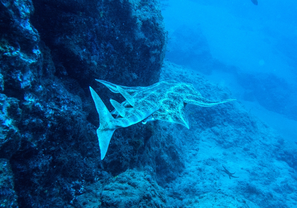 Un requin ange nageant près du fond marin dans les eaux de Tenerife.