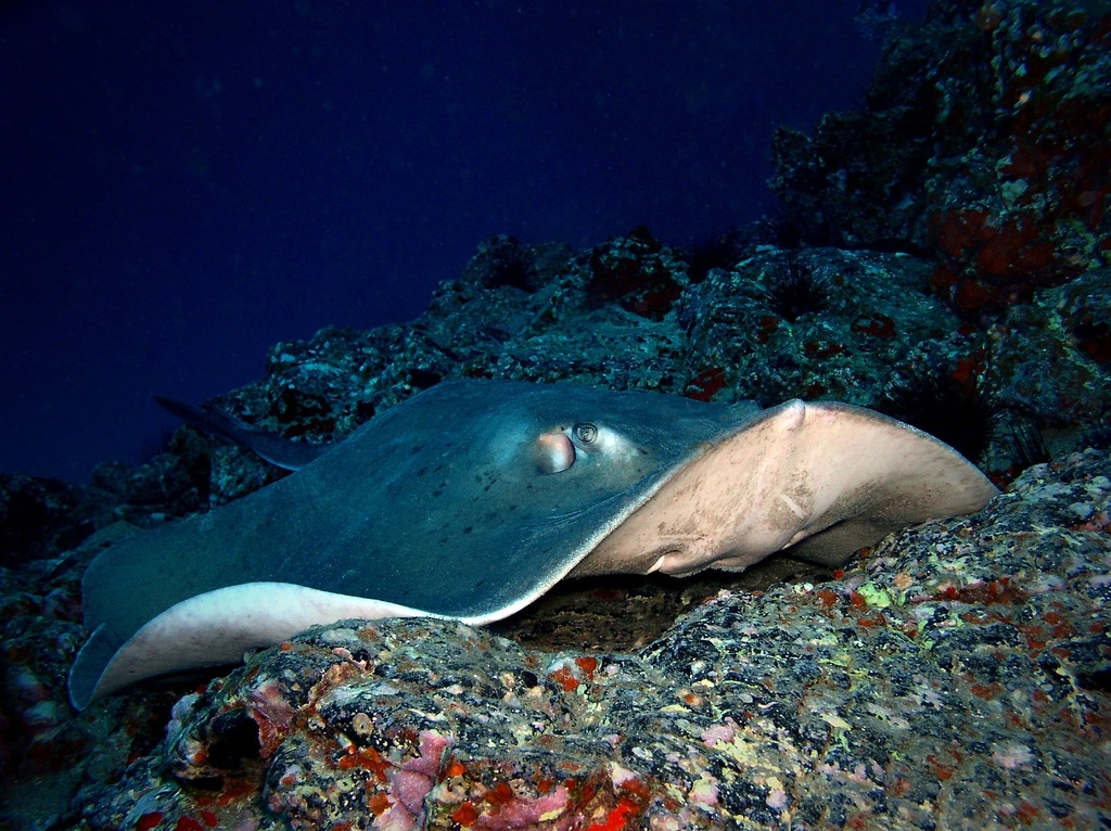 Raie manta nageant au-dessus d’un récif à Tenerife.