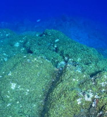 Ocean Friends Buceo y Apnea