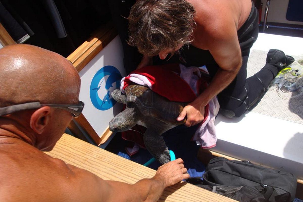 Des gens qui sauvent une tortue de mer à Tenerife.