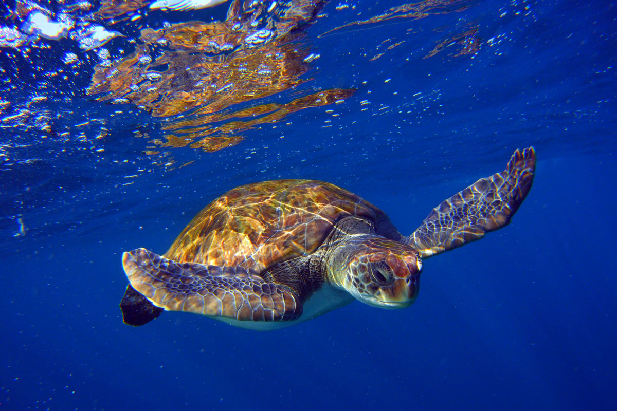 Tortue nageant sous l’eau au large de Tenerife.