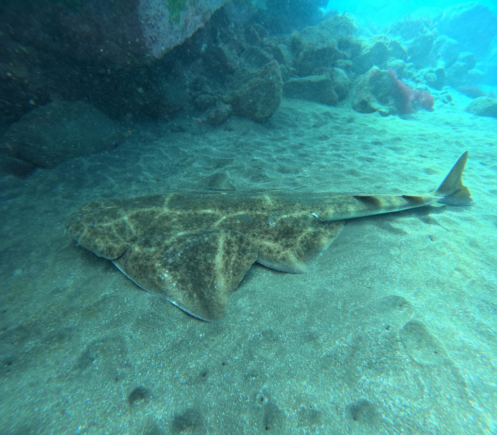 Requin ange sur le fond marin près de Tenerife.