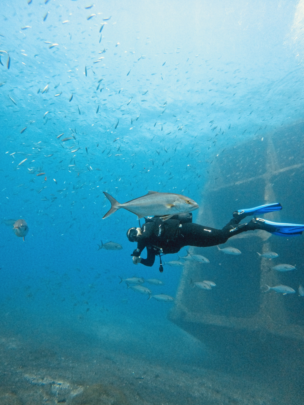 Plongeur entouré de poissons à côté d’un navire coulé dans les eaux de Tenerife.