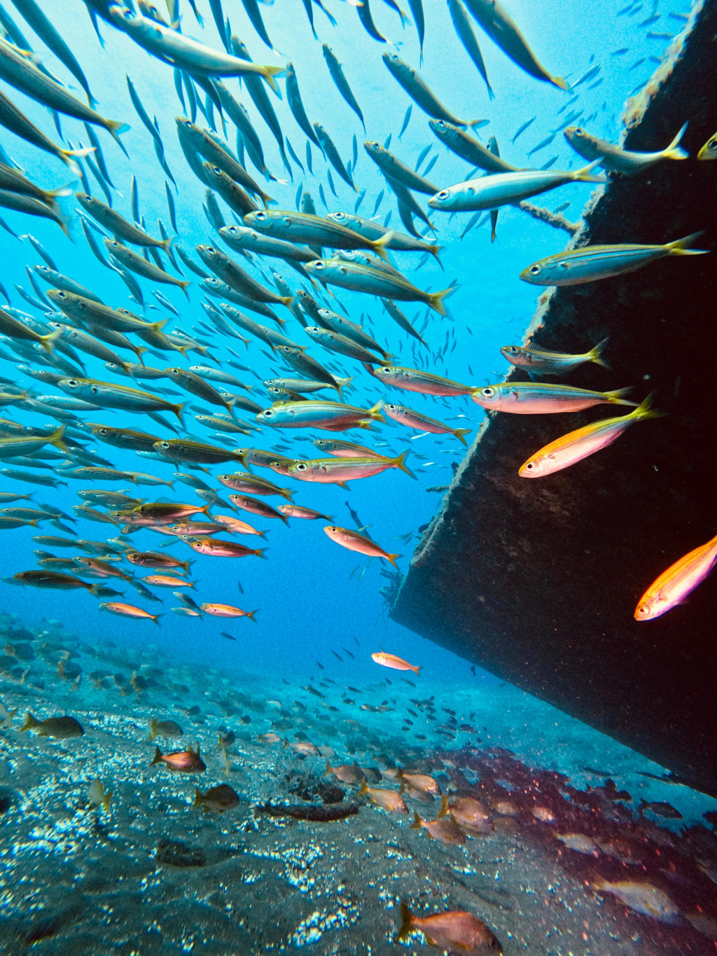 Des bancs de poissons nagent à côté d’un navire coulé dans les eaux de Tenerife.