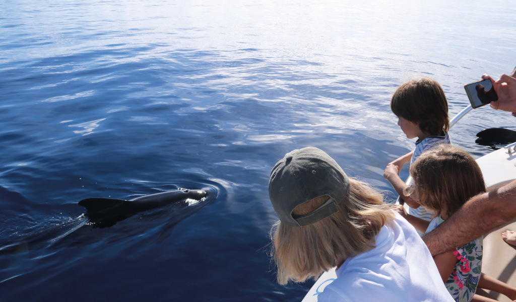 Les gens observent un dauphin depuis le bord d’un bateau dans les eaux de Tenerife.