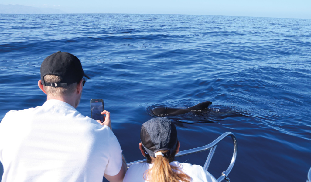 Des gens observant un dauphin dans la mer près de la côte de Tenerife.
