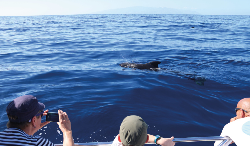 Les gens observent les dauphins depuis un bateau au large de Tenerife.