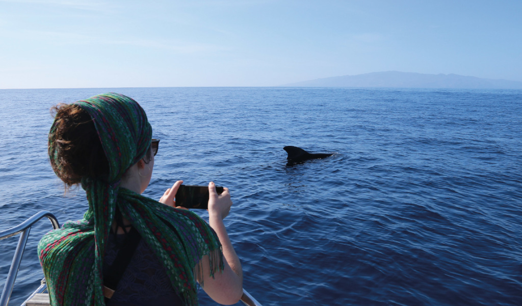 Personne photographiant un dauphin dans la mer près de Tenerife.