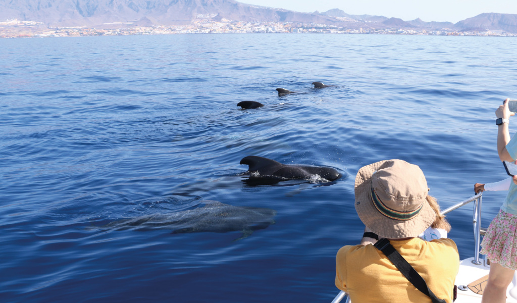 Des gens observant les globicéphales dans la mer de Tenerife.