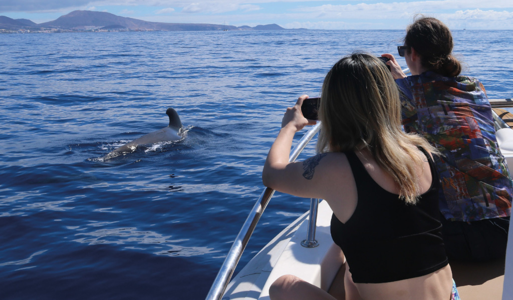 Des gens photographiant des baleines dans la mer près de la côte de Tenerife.