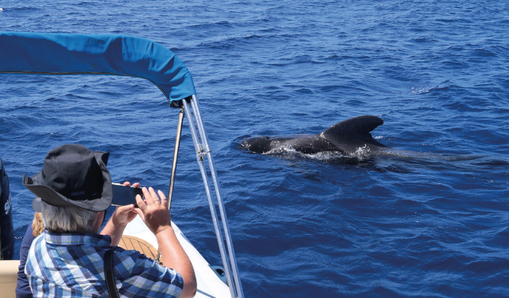 Personne sur un bateau observant des baleines dans les eaux de Tenerife.