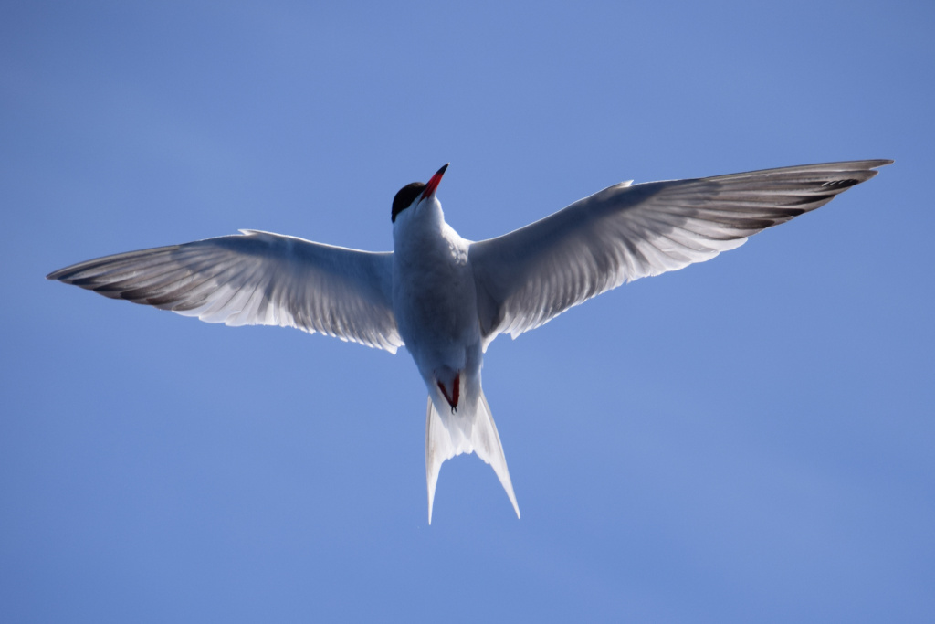 Mouette volant dans un ciel bleu à Tenerife.