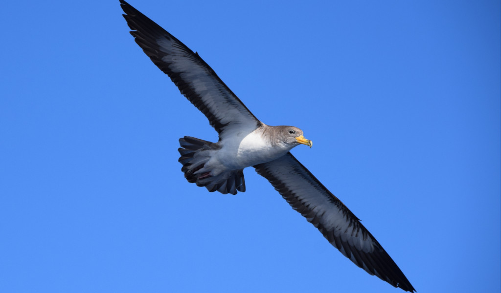 Un oiseau volant dans le ciel bleu au-dessus de Tenerife.