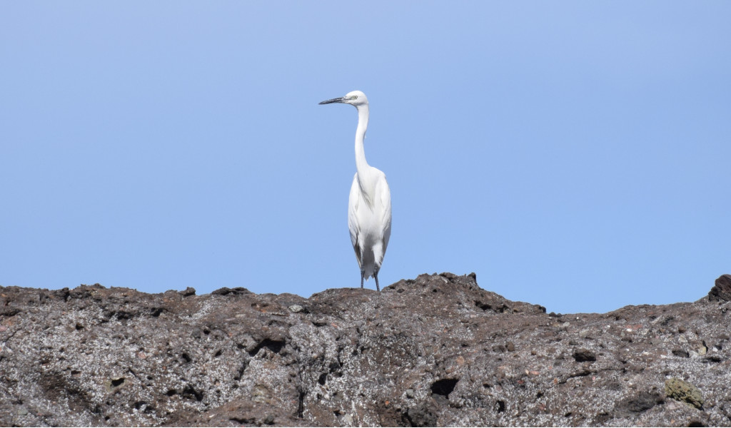 Héron blanc debout sur un rocher à Tenerife sous un ciel bleu.
