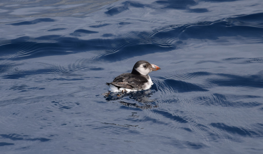 Des macareux flottant sur l’eau près de Tenerife.