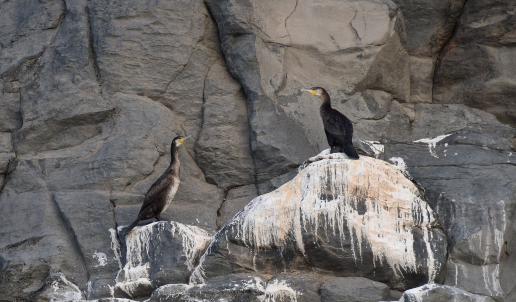 Les cormorans se perchaient sur les rochers à Tenerife.