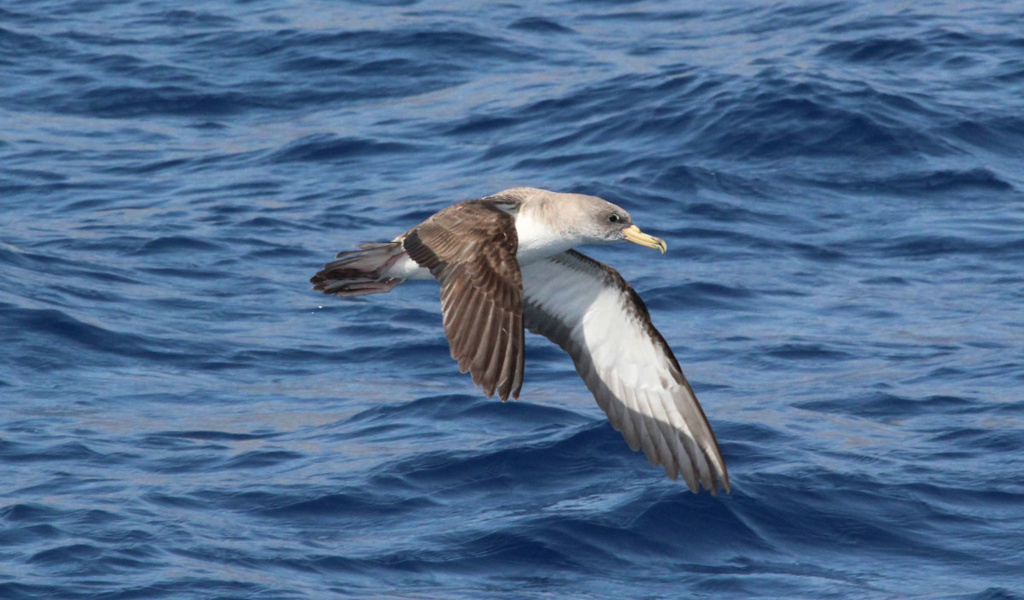 Le puffin de Cory survolant la mer à Tenerife.