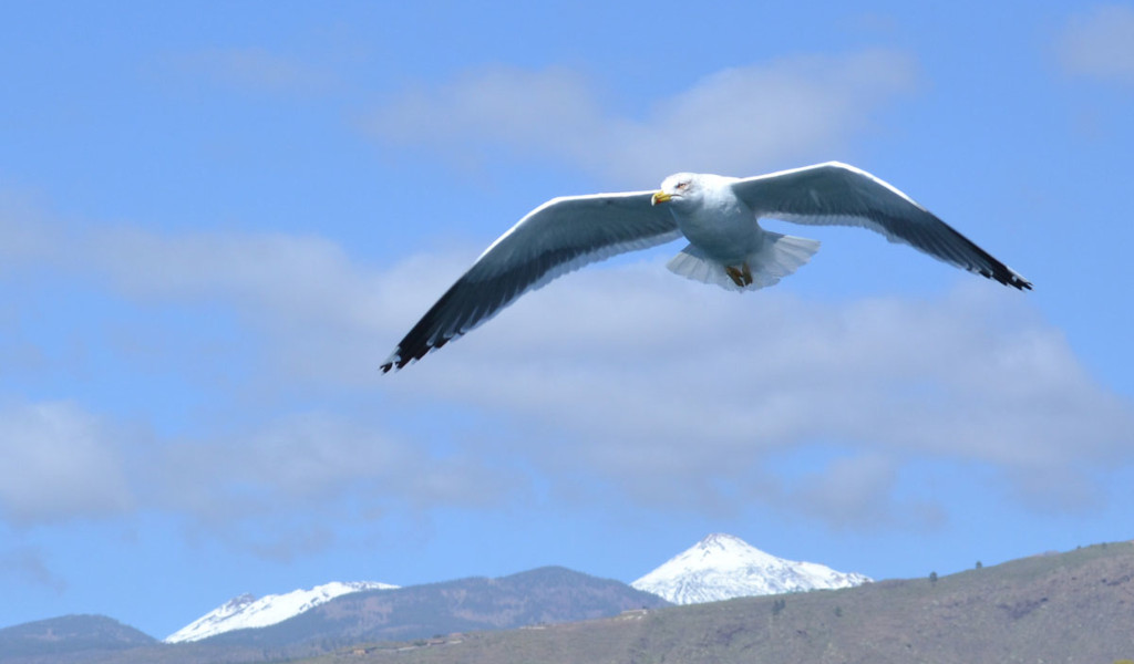 Mouettes volant avec les montagnes enneigées de Tenerife en arrière-plan.