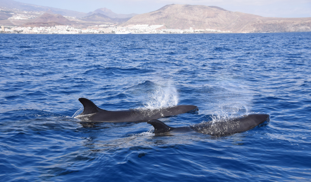 Des baleines nageant dans la mer au large de Tenerife.