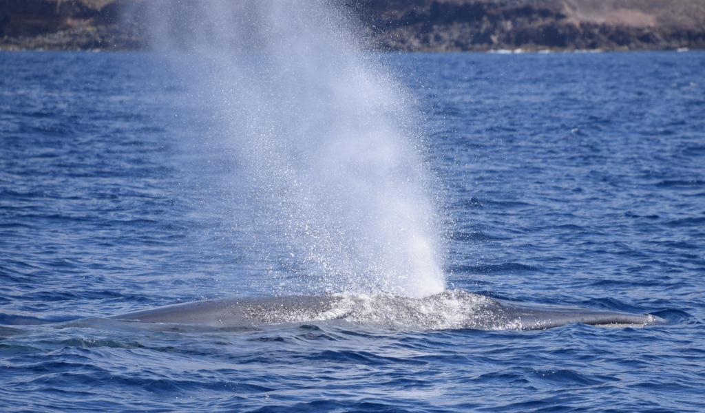 La baleine expulse de l’eau dans la mer près de Tenerife.