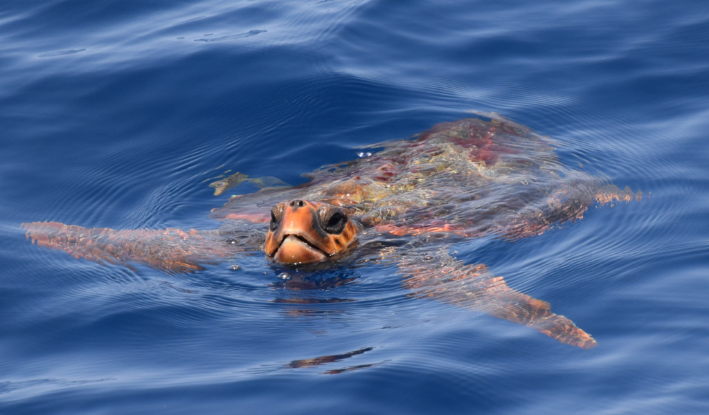 Tortue nageant dans la mer près de la côte de Tenerife.