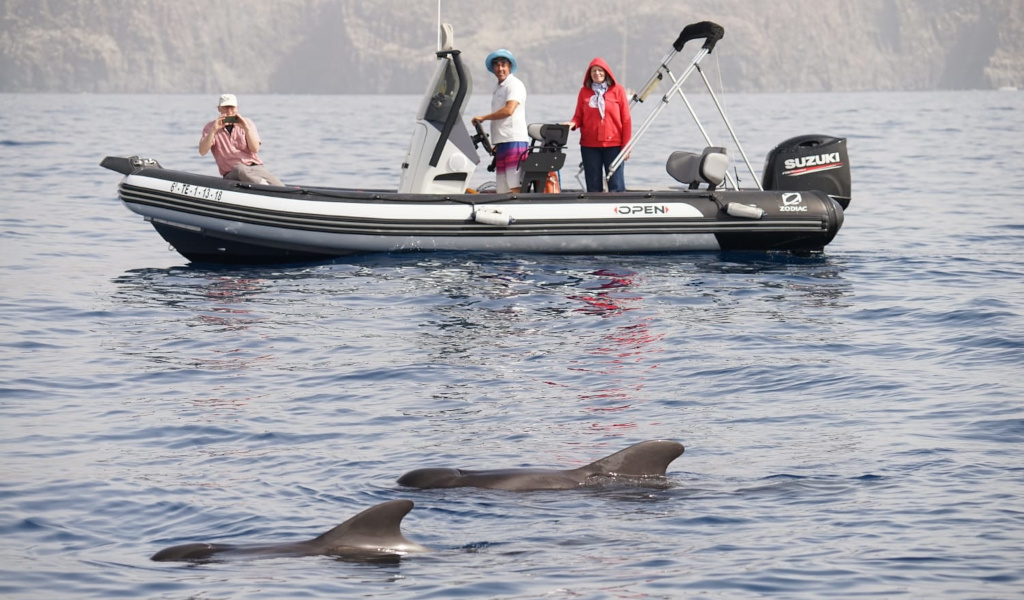 Bateau avec des touristes observant les dauphins en mer près de Tenerife.
