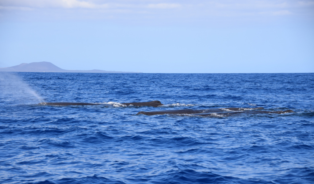 Des baleines dans l’océan au large de Tenerife.