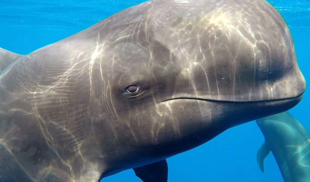Baleine dans des eaux cristallines près de Tenerife.