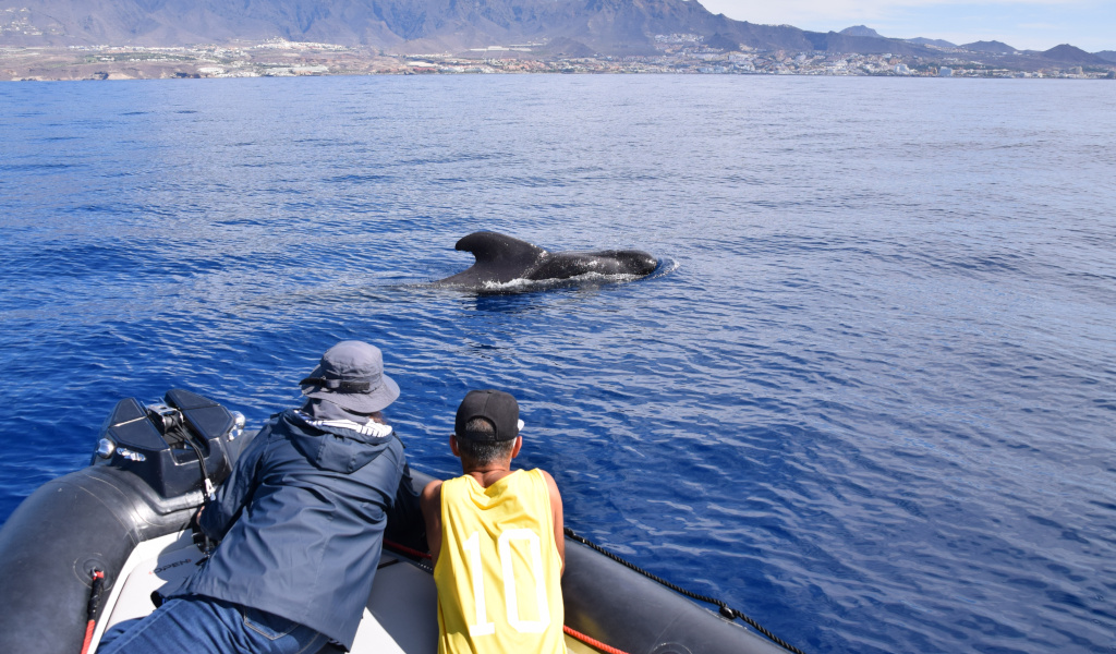 Des gens observant une baleine dans les eaux de Tenerife depuis un bateau.