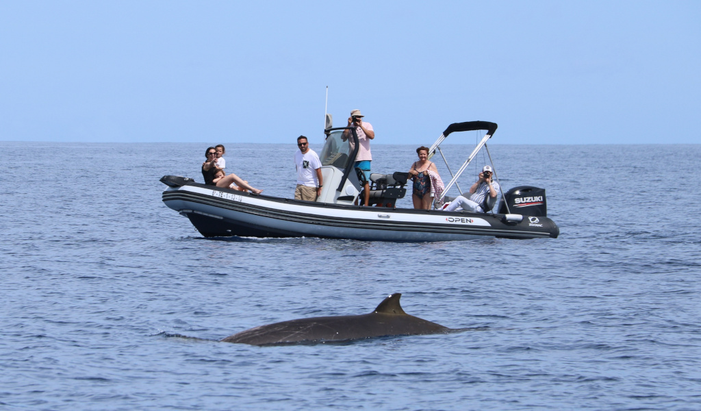Bateau avec touristes pour observer les baleines dans les eaux de Tenerife.