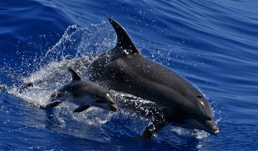 Des dauphins nageant dans les eaux de Tenerife.