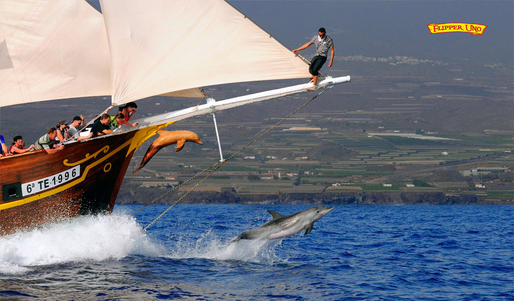 Bateau avec des touristes à Tenerife regardant des dauphins sauter dans la mer.