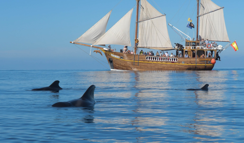 Voilier en mer avec des dauphins près de Tenerife.