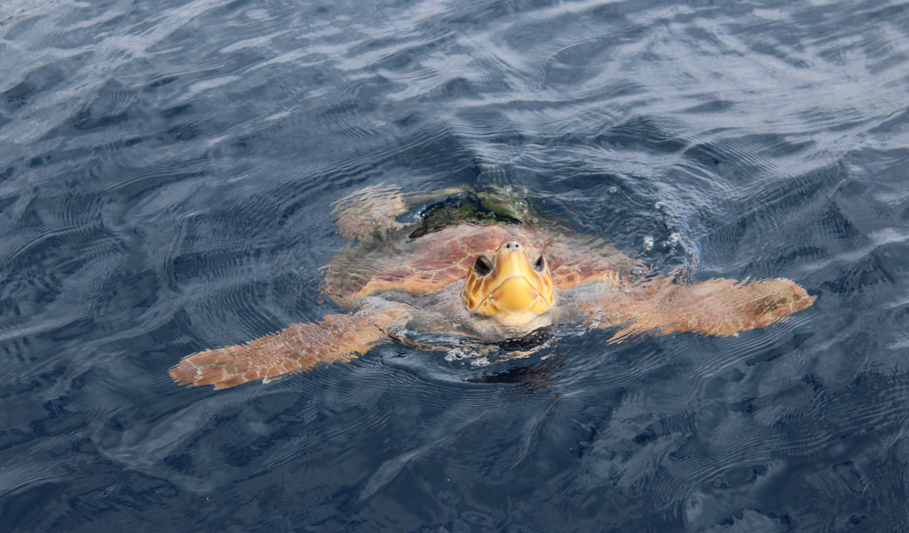 Tortue de mer nageant dans l’océan près de Tenerife.