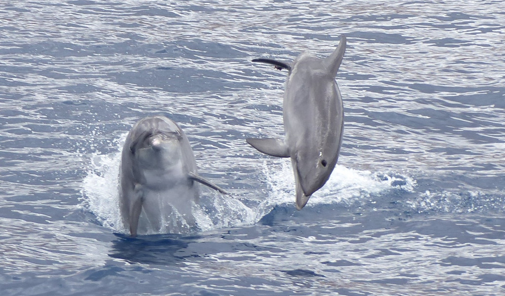 Des dauphins sautant dans la mer près de Tenerife.